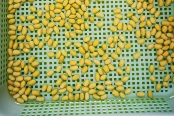 豌豆种子需浸泡多长时间才能播种，通常需要浸泡12小时左右
