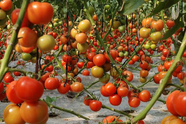 番茄不定根怎么防治，可冲施生根、养根肥料