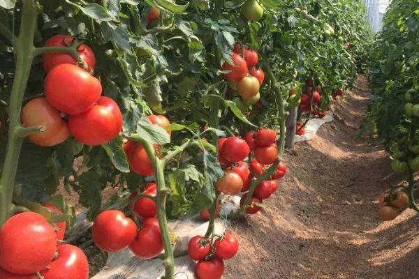 番茄不定根怎么防治，可冲施生根、养根肥料