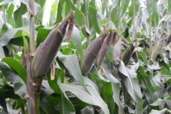种植鲜食玉米要注意什么，相同品种要连片种植、防止混杂