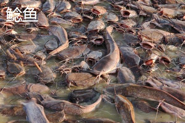 死水池塘如何养鱼，需选择草鱼、鲶鱼等品种作为养殖对象
