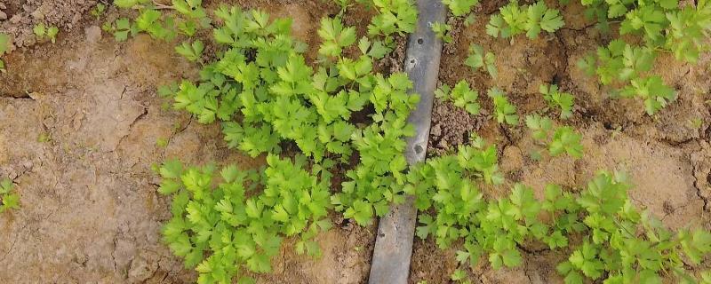 芹菜的移栽时期，幼苗长出6-8片真叶即可移栽
