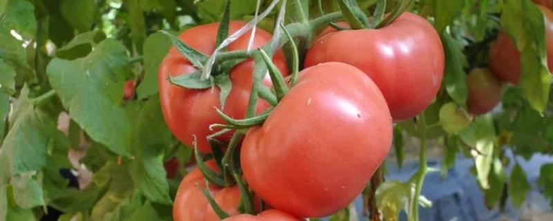 西红柿产生空洞果的原因，可能是品种选择不当
