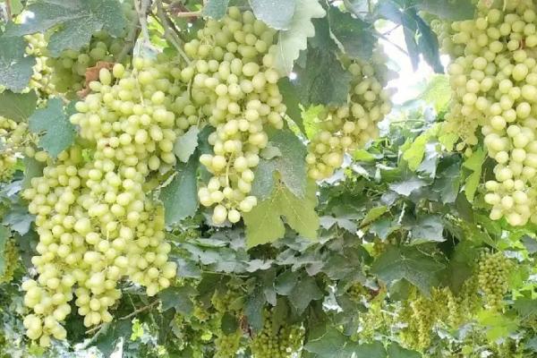 吐鲁番的葡萄何时成熟，通常在8月份下旬成熟收获