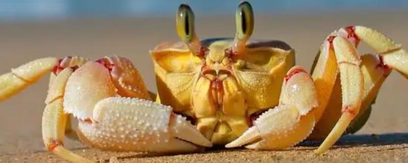 螃蟹死了还能吃吗，死亡时间越久越不能食用