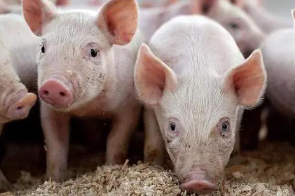 对母猪喂太多麦麸有何影响，营养单一，容易引起缺钙