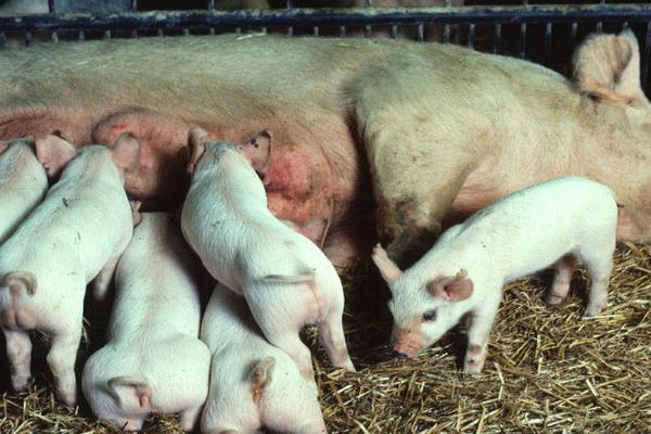 母猪一年可以生几窝，通常可产下2-3窝幼崽