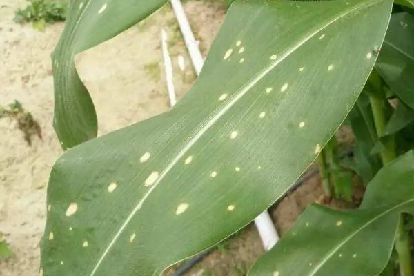 玉米圆斑病的症状以及如何防治，籽粒和苞叶上面会长满黑色霉层