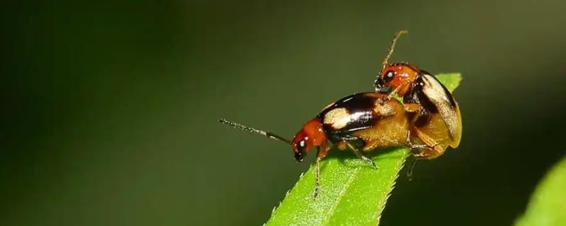 双斑萤叶甲介绍，幼虫主要危害杂草和豆科植物的根系