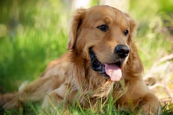 狗狗有哪些常见品种，包括哈士奇、金毛、柯基等常见种类