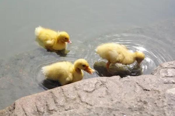 鸭子为什么能浮在水面上，是由身体构造决定的