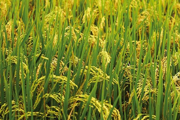 水稻亩产2000斤是不是正常情况，目前只能在小规模试验田中实现