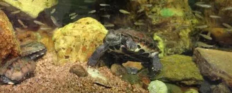 乌龟用什么水养，自来水或天然水都可以