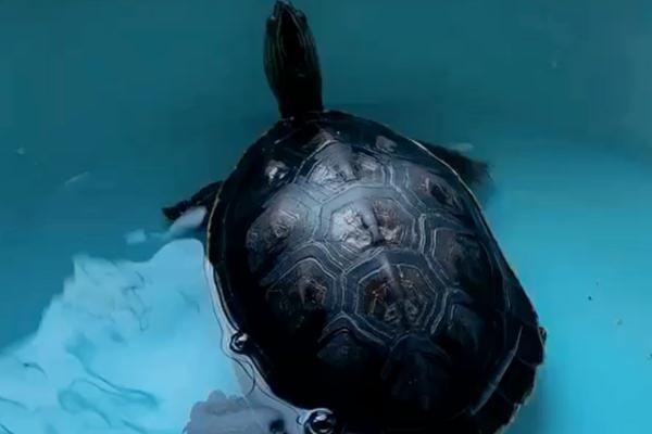 为什么珍珠龟不吃东西，水温低于20℃会停止进食