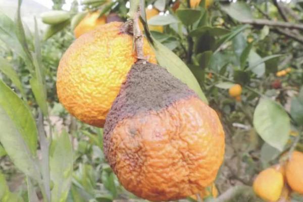 柑橘裙腐病的防治方法，雨后要清沟排渍、低洼果园要提高嫁接位置