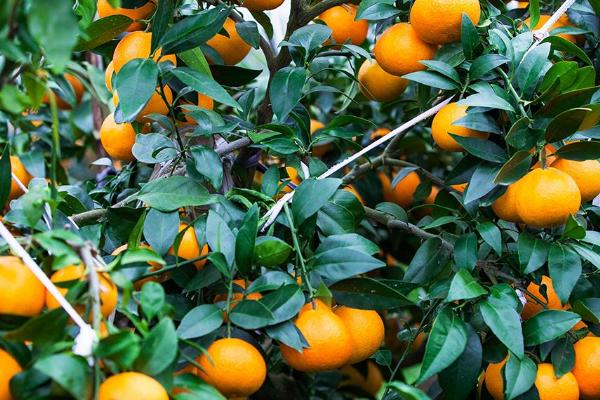 柑橘裙腐病的防治方法，雨后要清沟排渍、低洼果园要提高嫁接位置