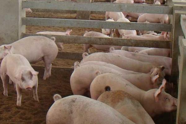 猪流产原因以及怎么防治，环境温度过低容易导致母猪流产