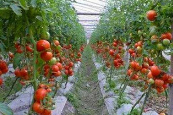 大棚番茄越冬管理方法，可将棚内温度保持在22℃左右