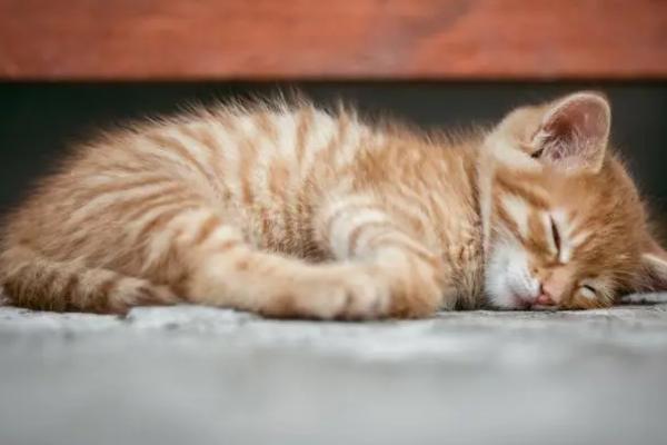 养小猫多久换一次猫砂，可以每隔3-5天更换一次