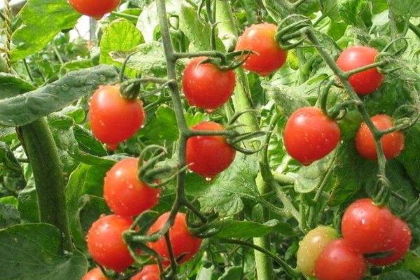 大棚番茄越冬管理方法，可将棚内温度保持在22℃左右