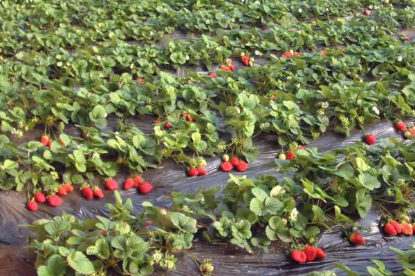 立秋后怎么对草莓施肥，应主施有机肥、辅施生物肥