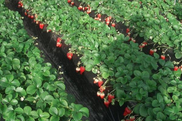 立秋后怎么对草莓施肥，应主施有机肥、辅施生物肥