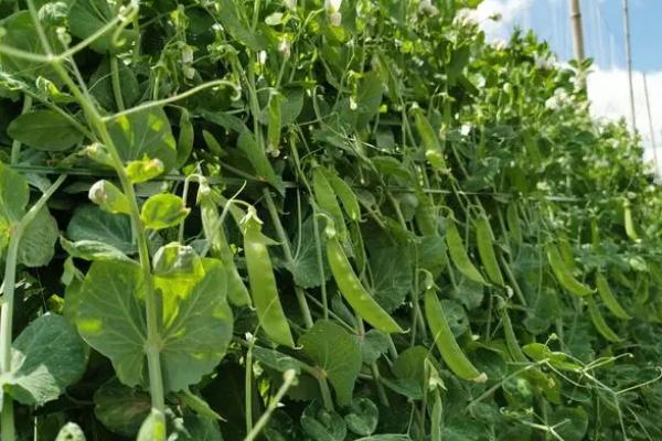 豌豆怎么种才能高产，种植前需施足底肥