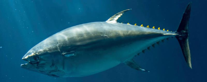 金枪鱼是浅海鱼还是深海鱼，属于深海鱼、主要在100-400米的水层中生活