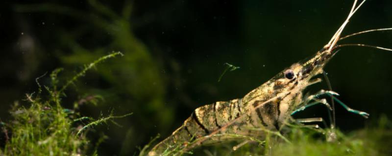 公母黑壳虾如何区分，公虾腹部细长、母虾腹部较大