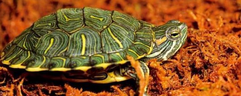 巴西龟会不会冬眠，每年11月份至翌年4月份为冬眠期