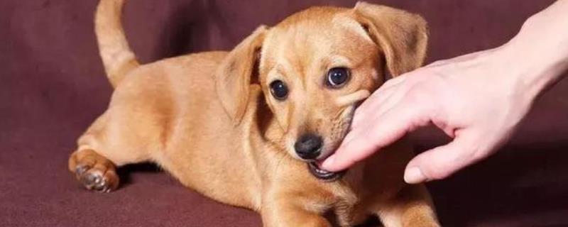 狗狗喜欢咬主人的手脚是怎么回事，可能是处于换牙期间