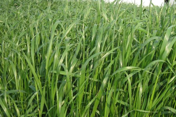黑麦草高产方法，每次收割都要追施氮肥