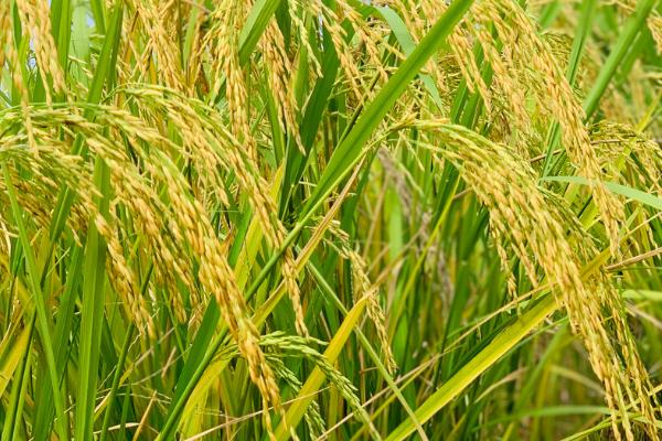 南方水稻一年成熟几次，通常为一年一熟或两熟