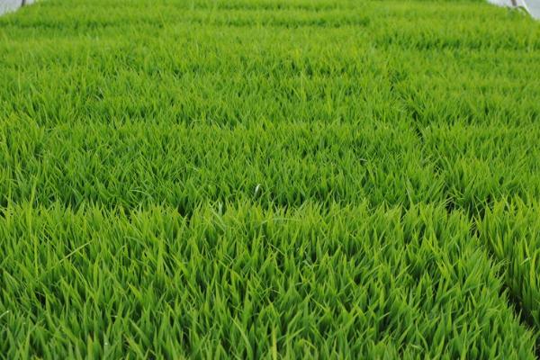 优质水稻怎么施肥，扬花期和灌浆期可各喷施一次磷酸二氢钾