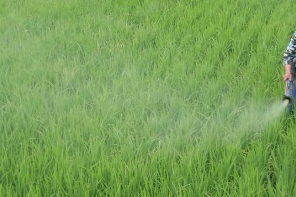 优质水稻怎么施肥，扬花期和灌浆期可各喷施一次磷酸二氢钾
