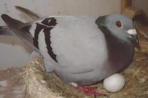 鸽子孵蛋期间的注意事项，切忌打扰和围观