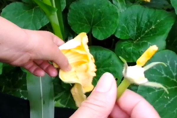 种植南瓜如何对花授粉，大多选择人工授粉的方式