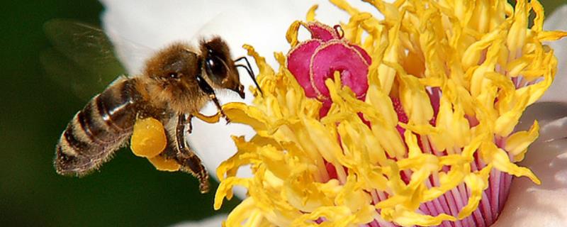 蜜蜂吃饱一次能维持多少天，只能维持1-2天左右