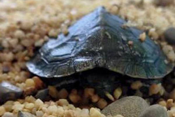 乌龟冬眠会生病吗，如果生活环境发生大变化也会生病