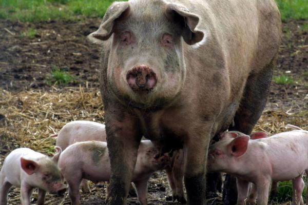 母猪一次能生几个小猪，数量并且不是固定的