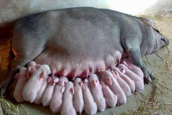 母猪一次能生几个小猪，数量并且不是固定的