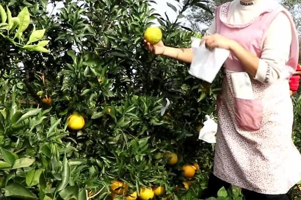 怎么防治脐橙病虫害，做好清园排水、修剪控梢等措施可增强植株的抗病力
