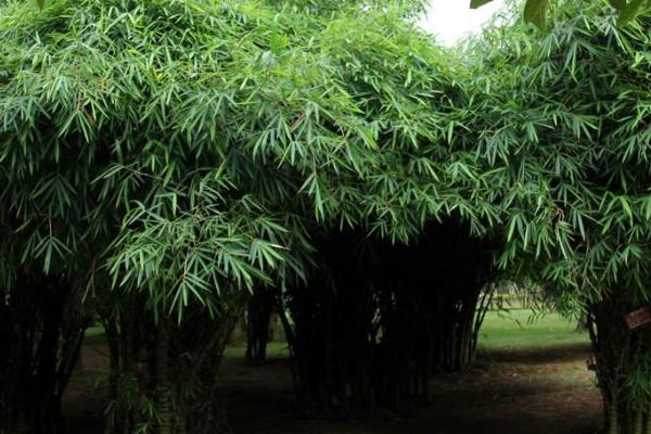 佛肚竹怎么繁殖，可采用分株或扦插的方法