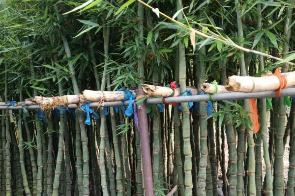 佛肚竹怎么繁殖，可采用分株或扦插的方法