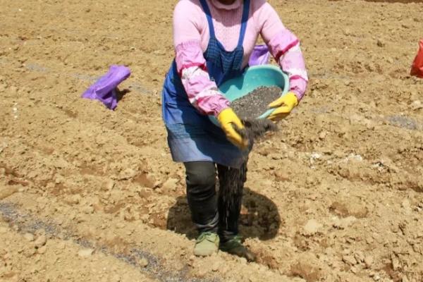 磷肥的正确用法，可集中条施或穴施