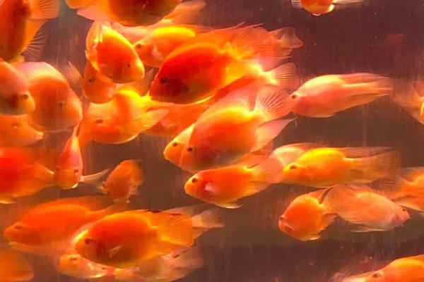 金鱼眼睛被其他鱼吃了还能活吗，能活但需要注意感染情况