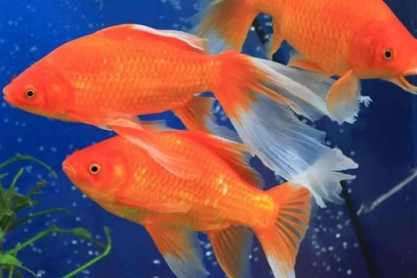 金鱼眼睛被其他鱼吃了还能活吗，能活但需要注意感染情况