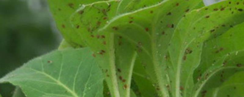 油菜蚜虫防治方式，苗期设置黄色板