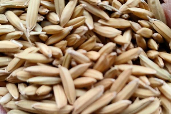 水稻种子如何浸种催芽，晾晒后剔除秕粒、再用清水浸泡