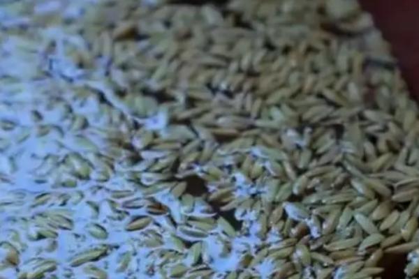 水稻种子如何浸种催芽，晾晒后剔除秕粒、再用清水浸泡